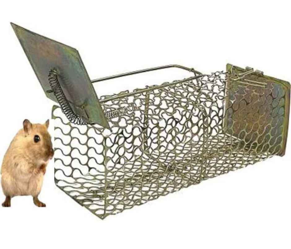 Jags Rat Cage