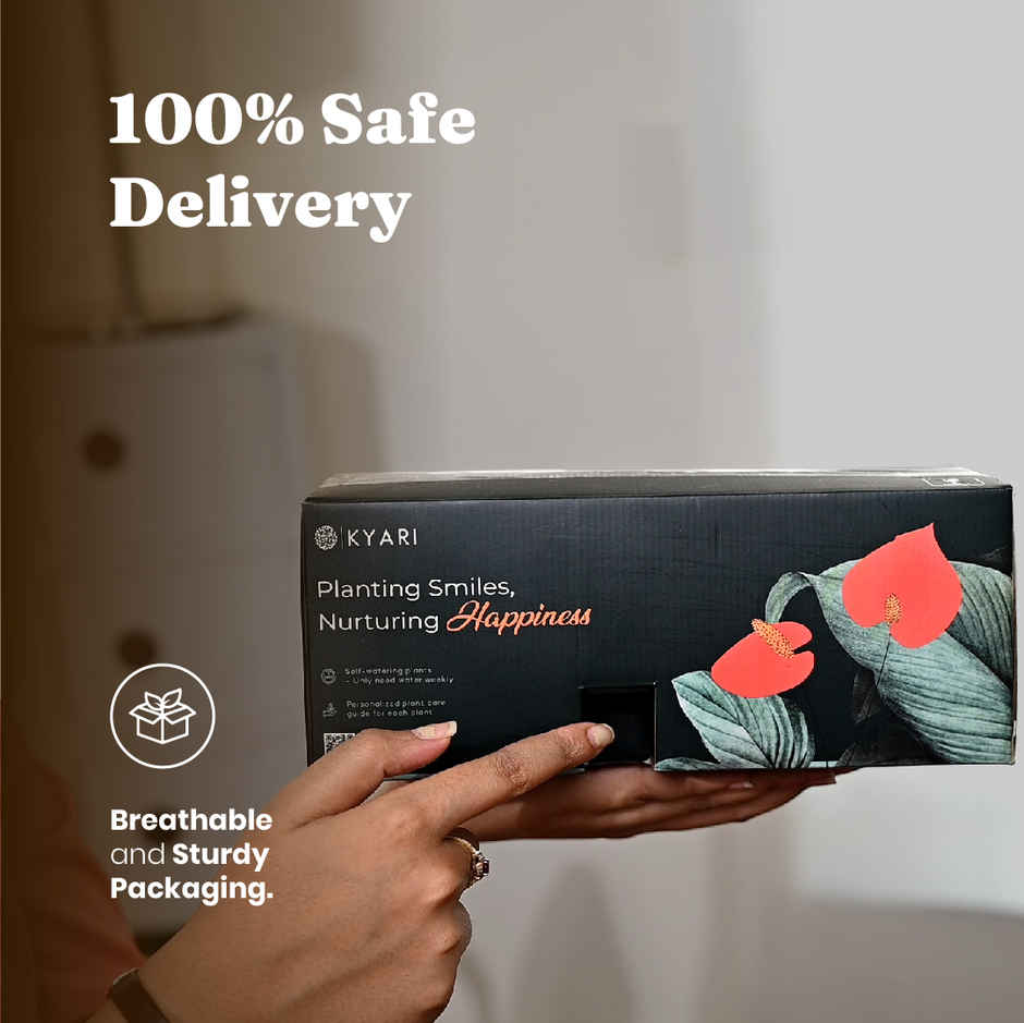 Kyari Golden Money Plant + Water 4" Pot - White - Stylish Home Decor