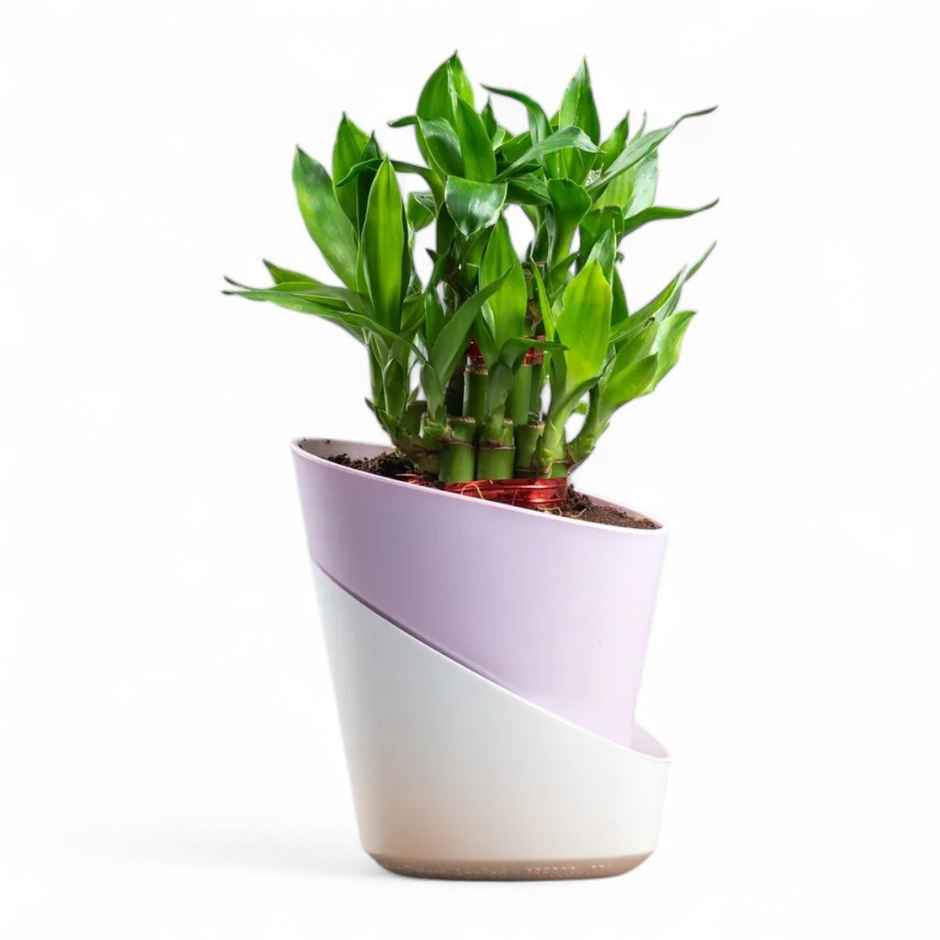 Bloom 2 Layer Lucky Bamboo Plant | Gifting & Decor
