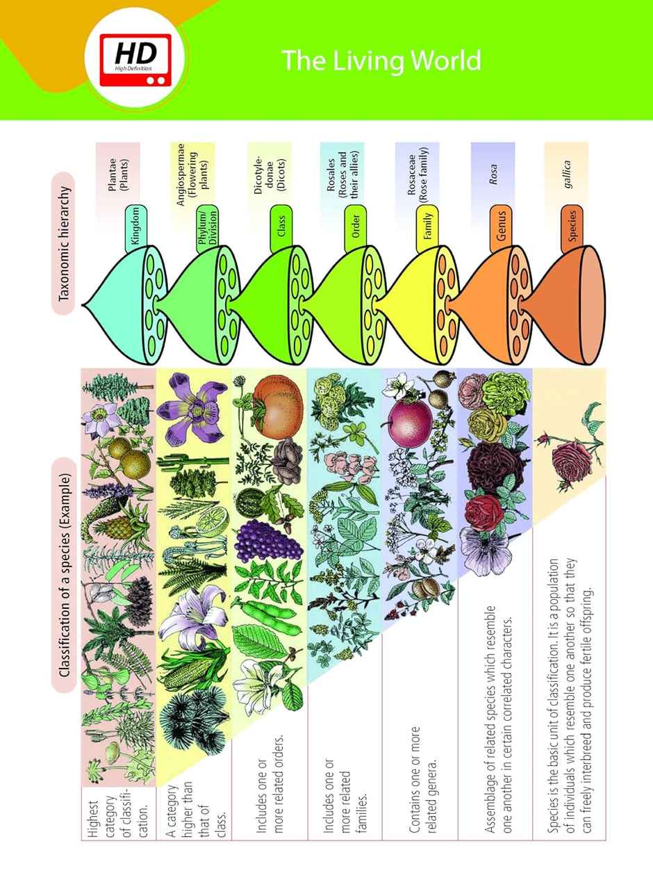 MTG Objective NCERT at your FINGERTIPS Biology - NEET/JEE Notes with HD Pages, Exam Archive & MCQs