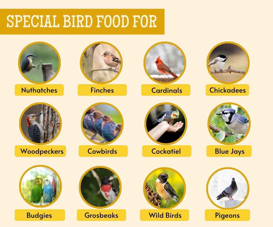 Foodie Puppies Striped Sunflower Seeds Bird Food