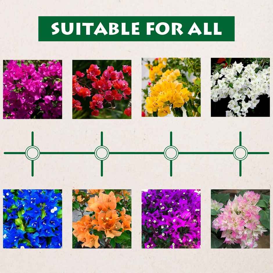 Garden Genie Bougainvillea Plant Boost Fertilizer | Enhances Flowering & Growth
