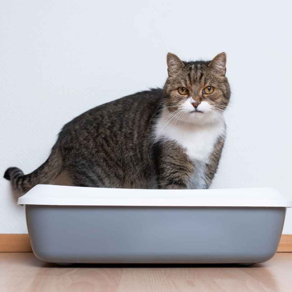 Petcrux Ecoclump Unscented Bentonite Cat Litter