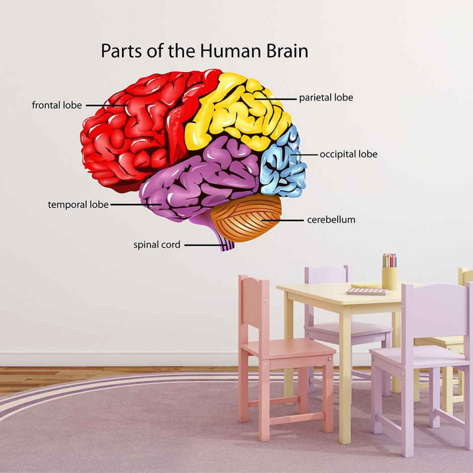 Wollzo 80 cm Parts of human brain Removable Sticker