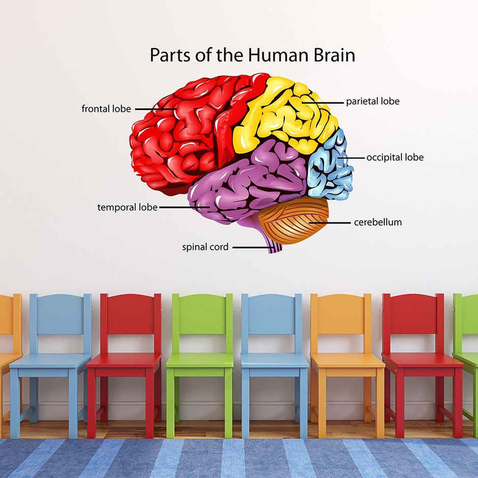 Wollzo 80 cm Parts of human brain Removable Sticker
