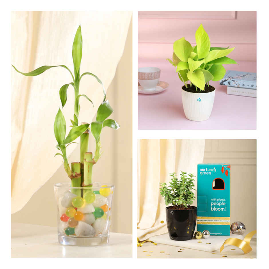 Nurturing Green - Combo of 3 Tabletop Live Plants for Home Décor