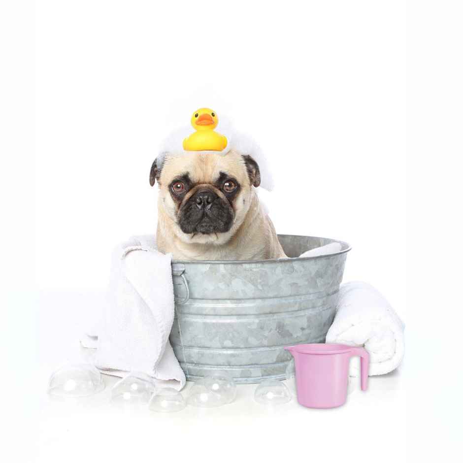 Joyo Plastics Dolphin Bathroom Mug - 1100 ml (Colour May Vary)