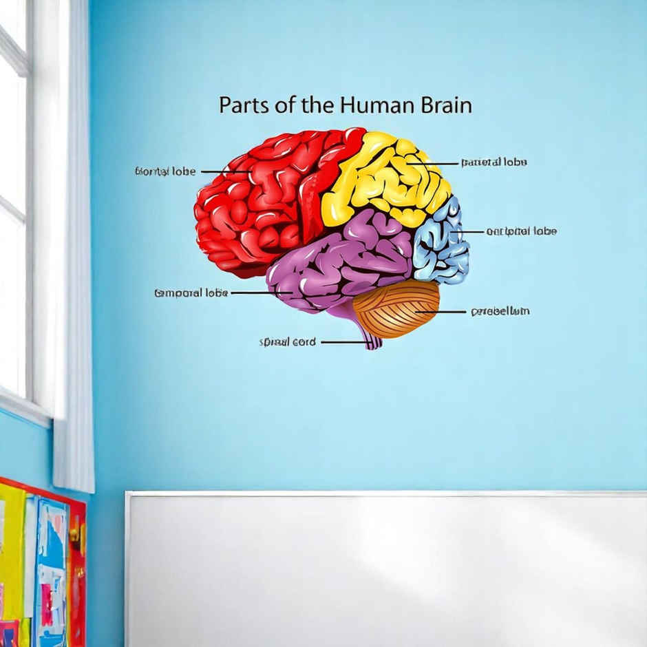 Wollzo 80 cm Parts of human brain Removable Sticker