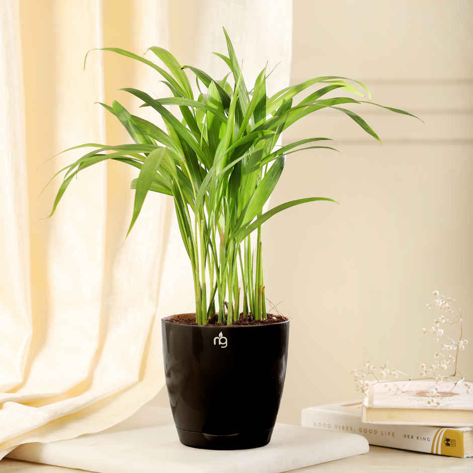 Nurturing Green - Self Watering Pots | Set of 3 | Black | 11.5cm x 11cm | Plant Pots with Tray