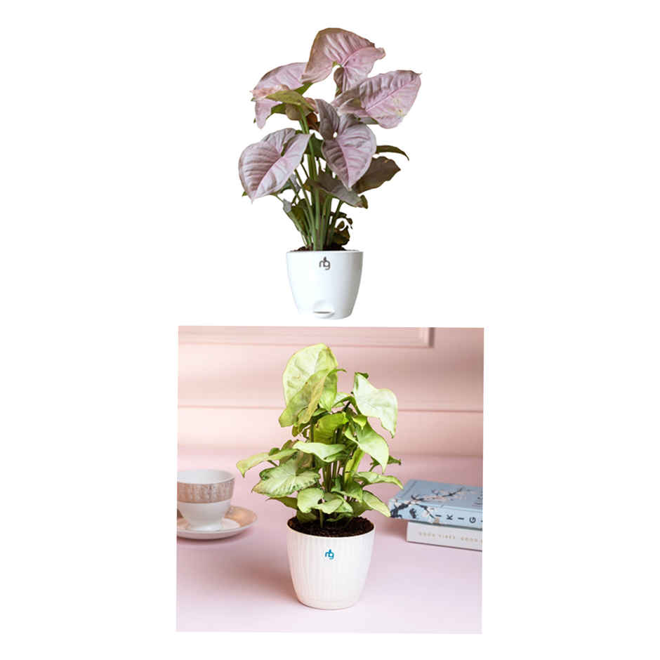 Nurturing Green - Syngonium Plants Gift Combo (Set of 2) for Brithday, Anniversaries Gifting