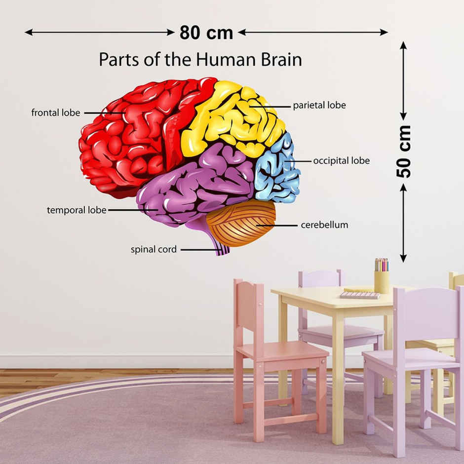 Wollzo 80 cm Parts of human brain Removable Sticker