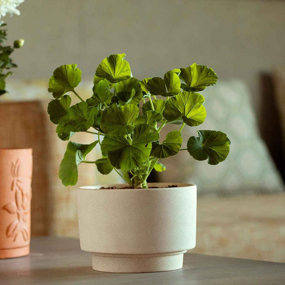 Ellementry Ort Ceramic Planter | Short