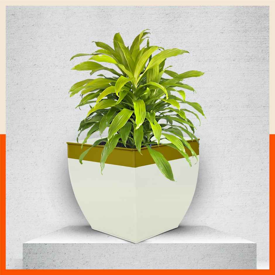 Bathla Metal Square Planter/Pots for Home - Set of 1 - MYLA | Blue & White