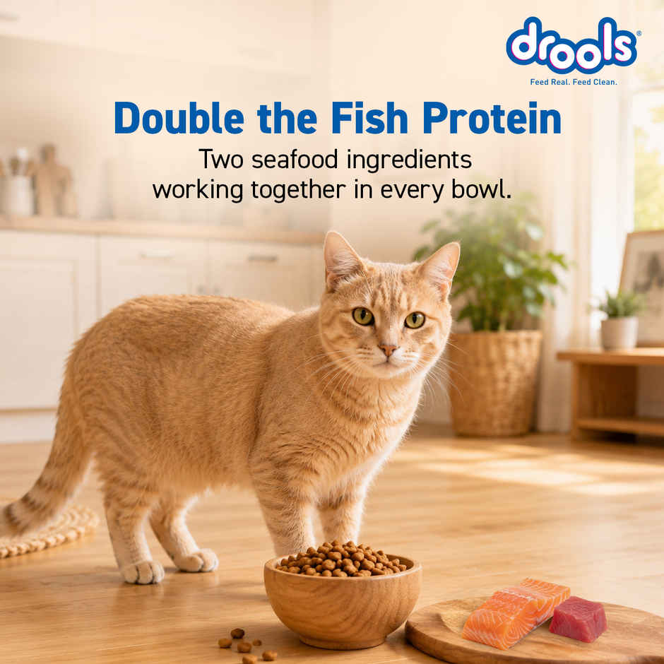 Drools Tuna & Salmon Adult Dry Cat Food