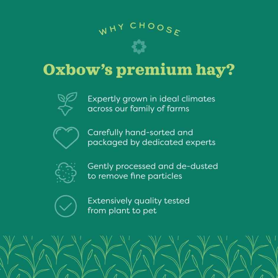 Oxbow Western Timothy Hay