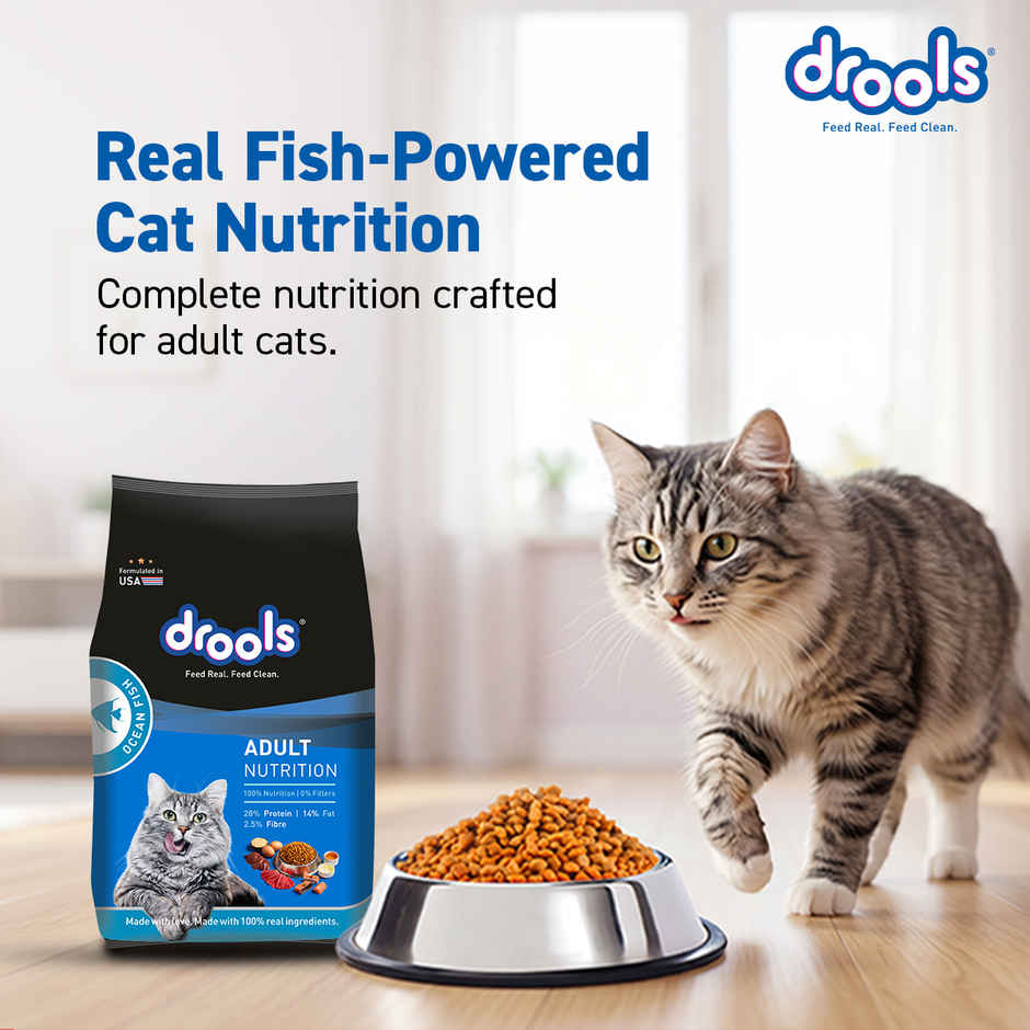 Drools Ocean Fish Adult  Dry Cat Food