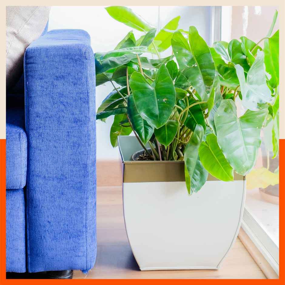 Bathla Metal Square Planter/Pots for Home - Set of 1 - MYLA | Blue & White