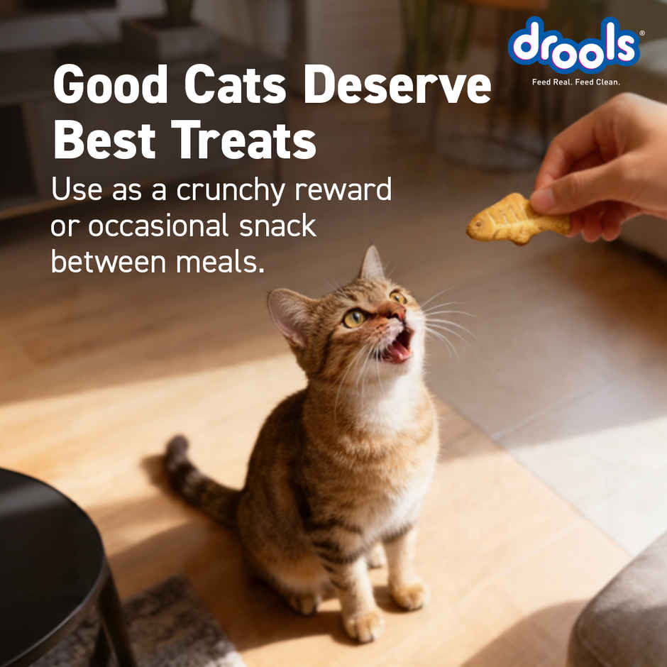 Drools Real Chicken Cat Biscuit Treats Jar