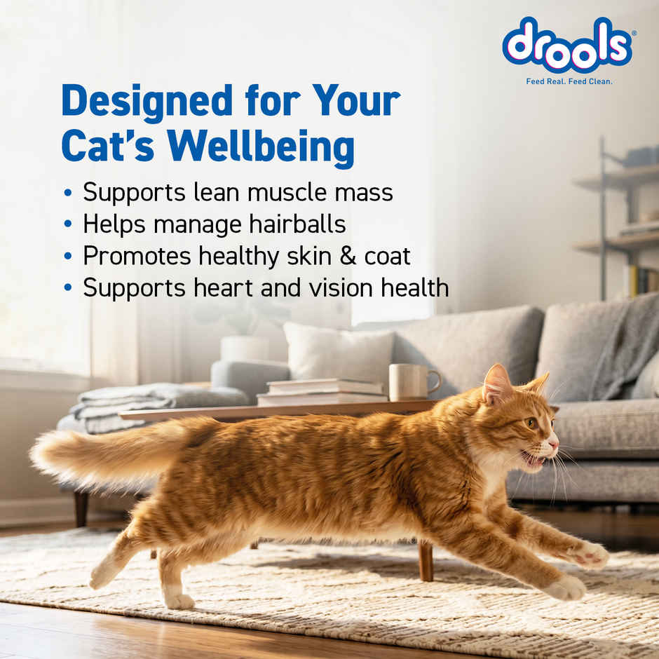 Drools Ocean Fish Adult  Dry Cat Food