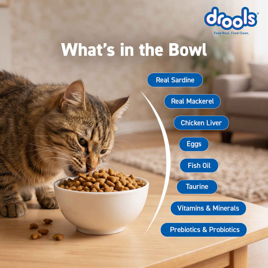 Drools Ocean Fish Adult Dry Cat Food