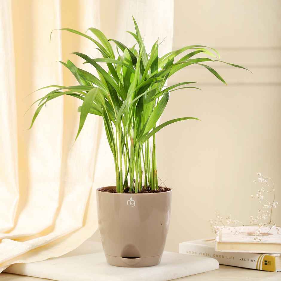 Nurturing Green - Self Watering Pots | Set of 3 | Mocha | 11.5cm x 11cm | Plant Pots with Tray