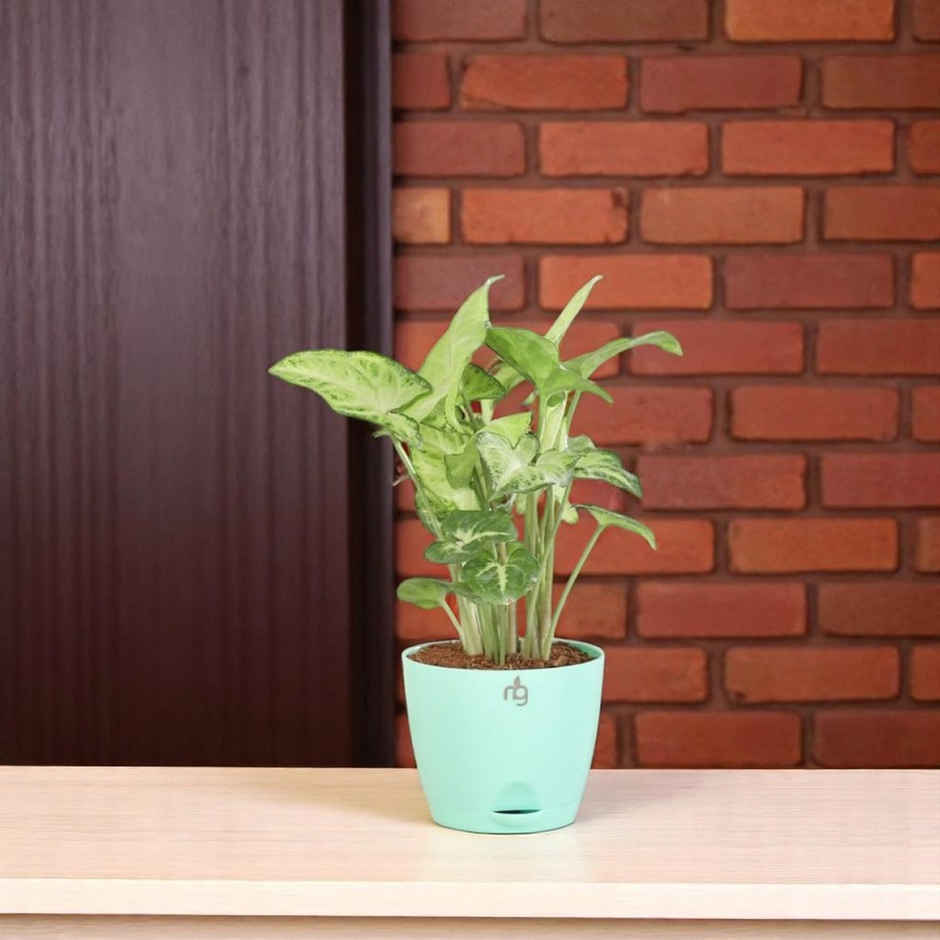 Nurturing Green - Self Watering Pots | Set of 5 | Sea Green | Size: 8cm x 6.5cm