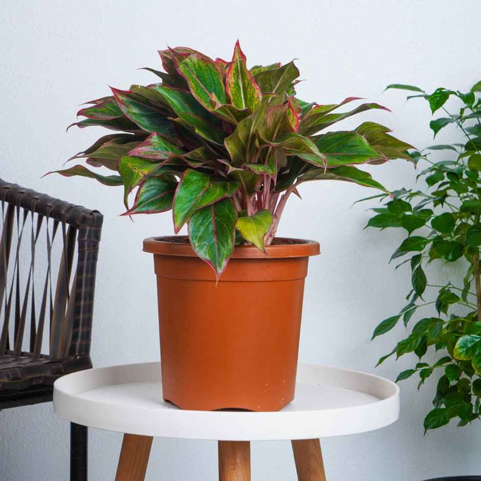 Nurturing Green - Nursery Plastic Pots for Plants | Set of 5 | Terracotta | Size: 20cm x 19cm