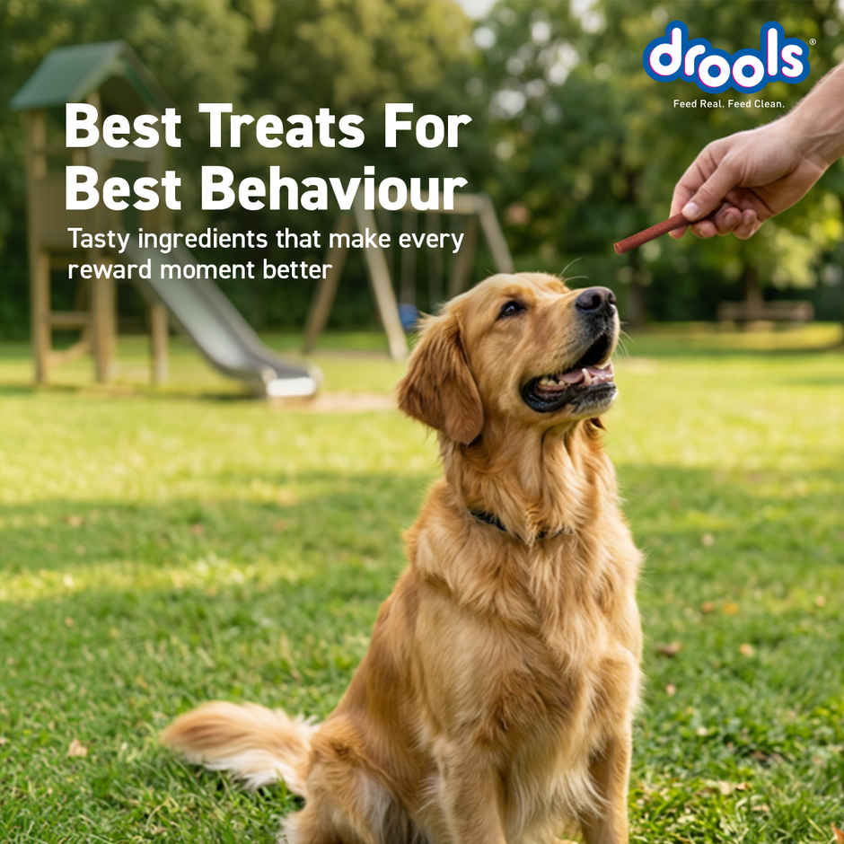 Drools Real Chicken Flavor Dog Treats Sticks