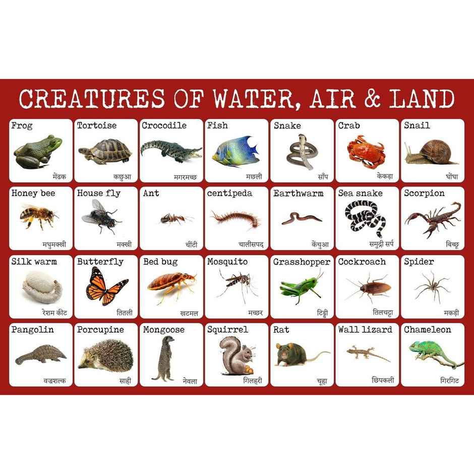 Paper Plane Design Kids Early Learning Educational Poster | Size 12 x 18 Inch | D8