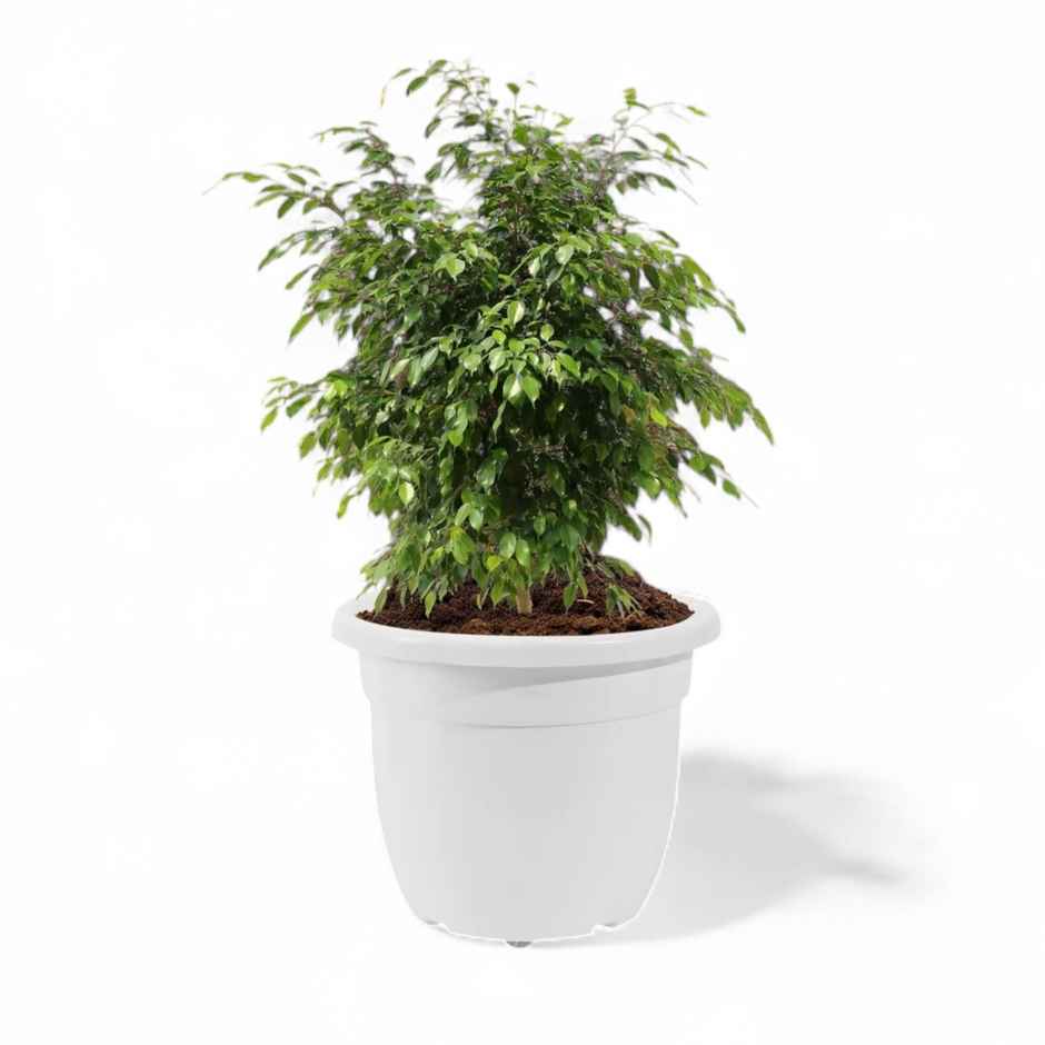 Kuber 14-Inch Plastic Plant Pot | Portable with Wheels | Indoor/Outdoor | White