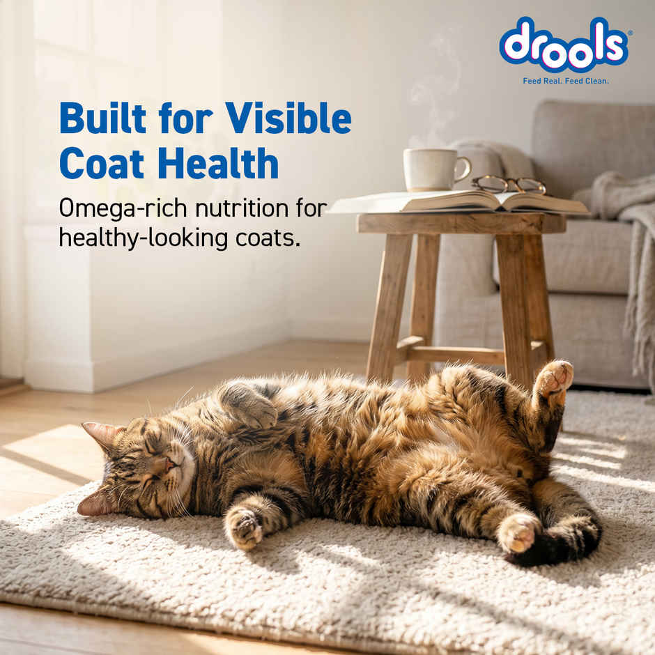 Drools Ocean Fish Adult  Dry Cat Food