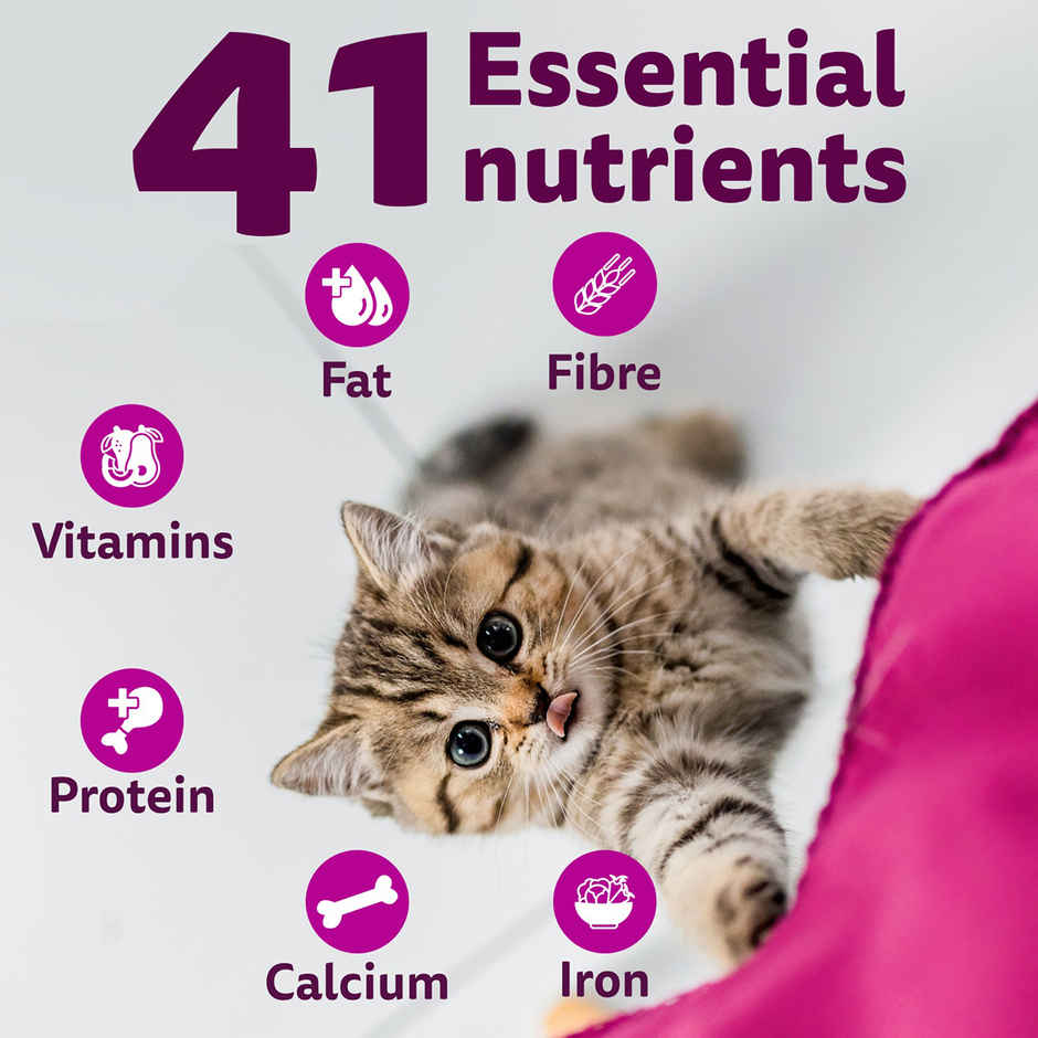 Whiskas Kitten Ocean Fish Flavour Dry Cat Food