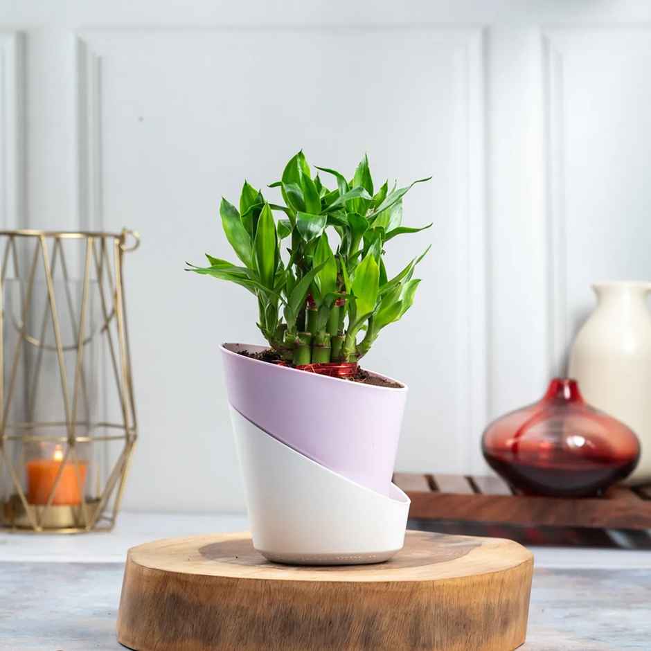 Bloom 2 Layer Lucky Bamboo Plant | Gifting & Decor
