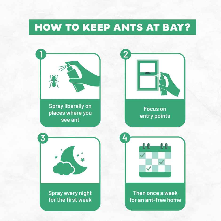 Born Good Plant-Based Ant Repellent Spray For Home | Non-Toxic Combo