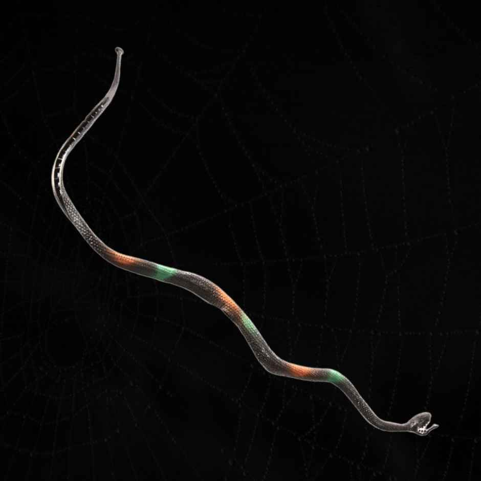 Fake Snake | Halloween Special | Festvista