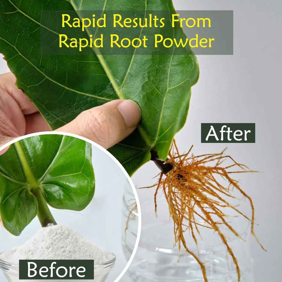 Garden Genie Rapid Root Powder | Rooting Hormone for Plant Cuttings | Promotes Fast Rooting