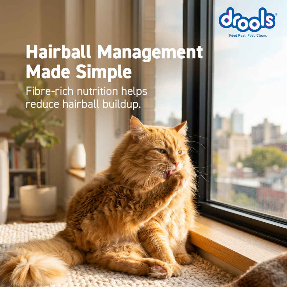 Drools Ocean Fish Adult Dry Cat Food