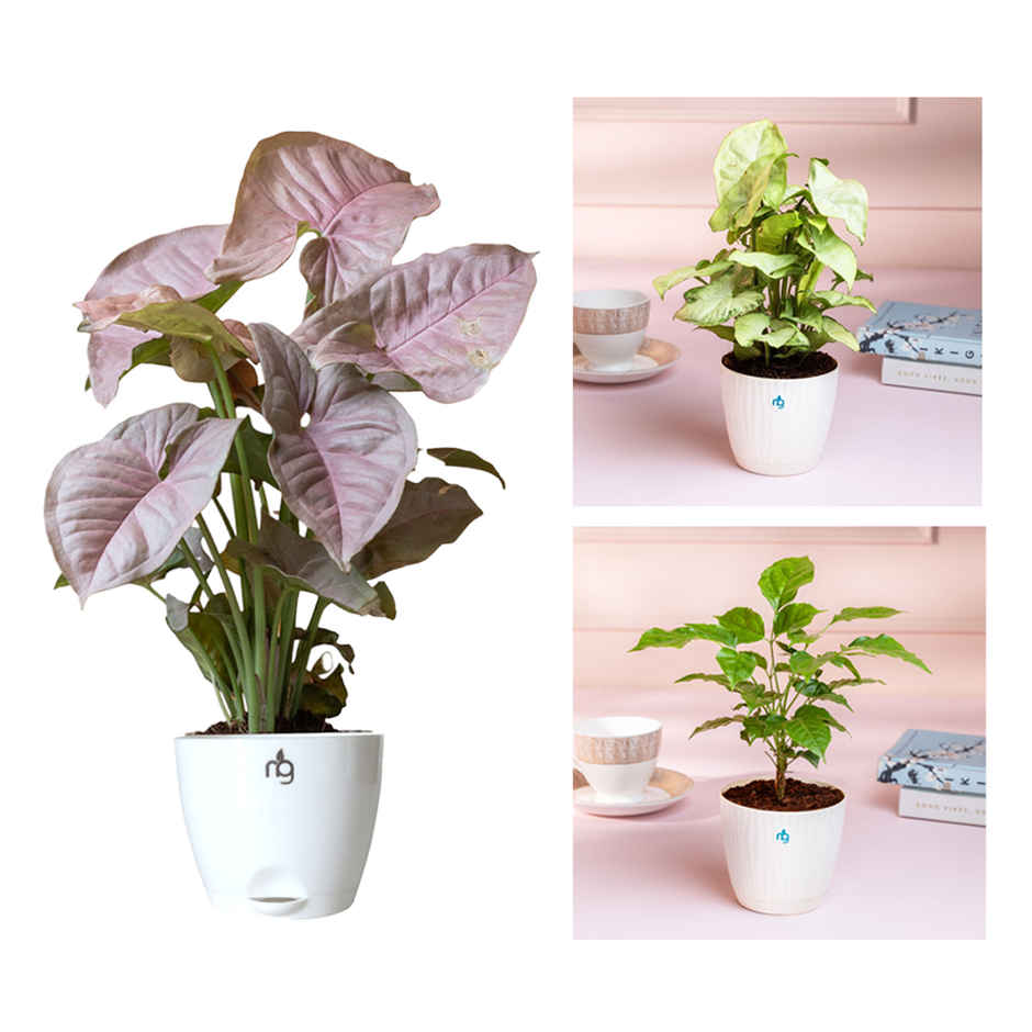 Nurturing Green - Combo of 3 Air-Purifying Indoor Plants