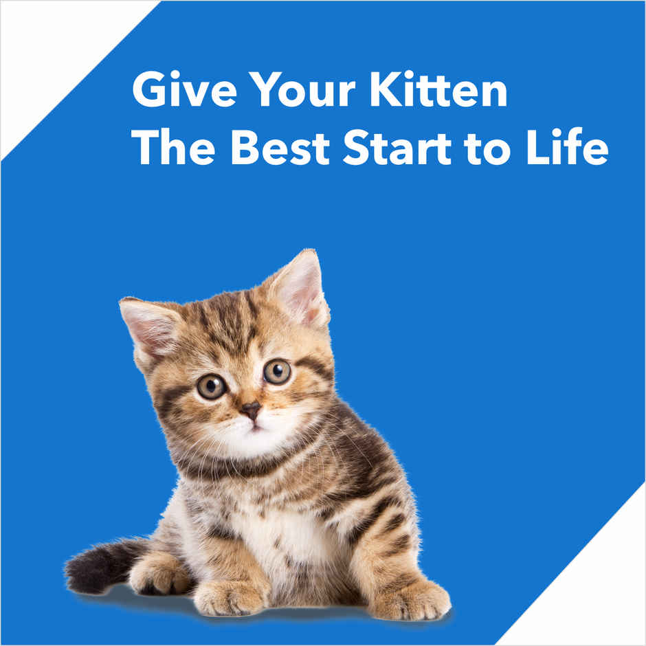 Drools Kitten (1-12 Months) Dry Cat Food With Free Container - Ocean Fish