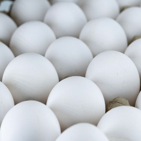 Suguna Delfrez White Eggs