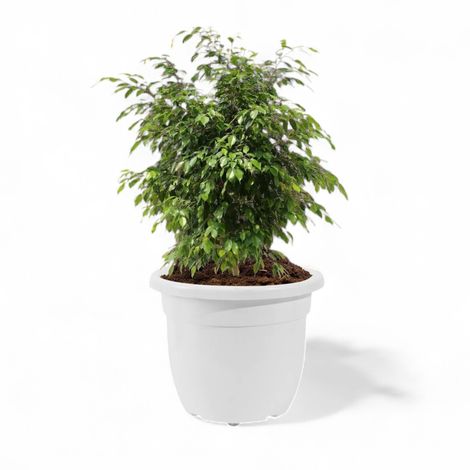 Kuber 14-Inch Plastic Plant Pot | Portable with Wheels | Indoor/Outdoor | White