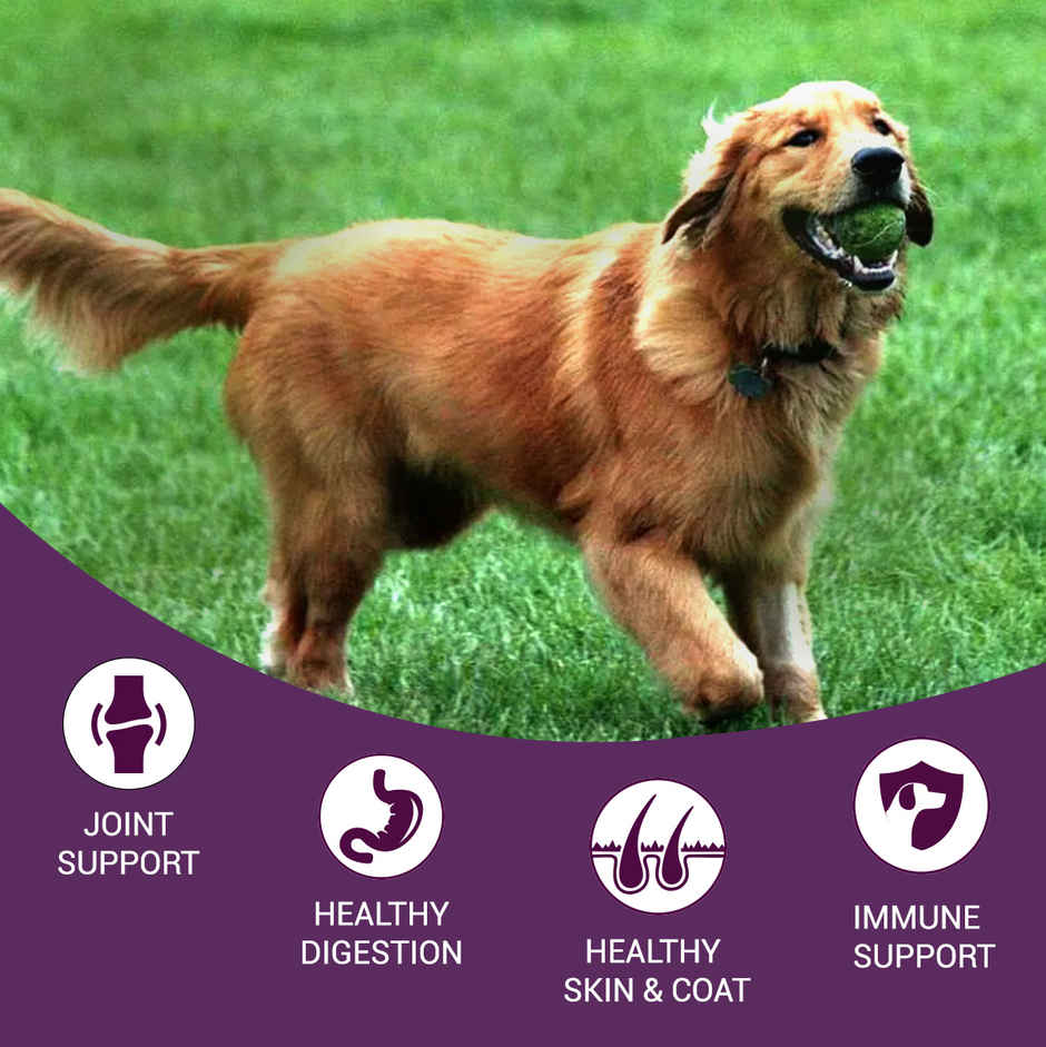 Bowlers Dry Dog food Nutrimax Chicken & Milk | Adult