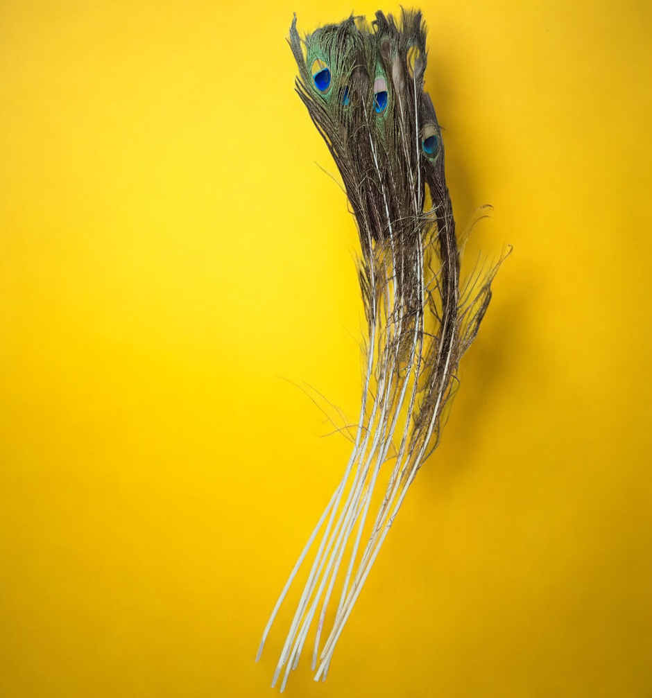 House Of Festivals Mor Pankh | Size 40-45 inch