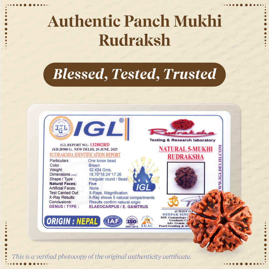 Panchmukhi Rudraksha | Single Bead | Meditation, Growth & Good Health | Pujashree