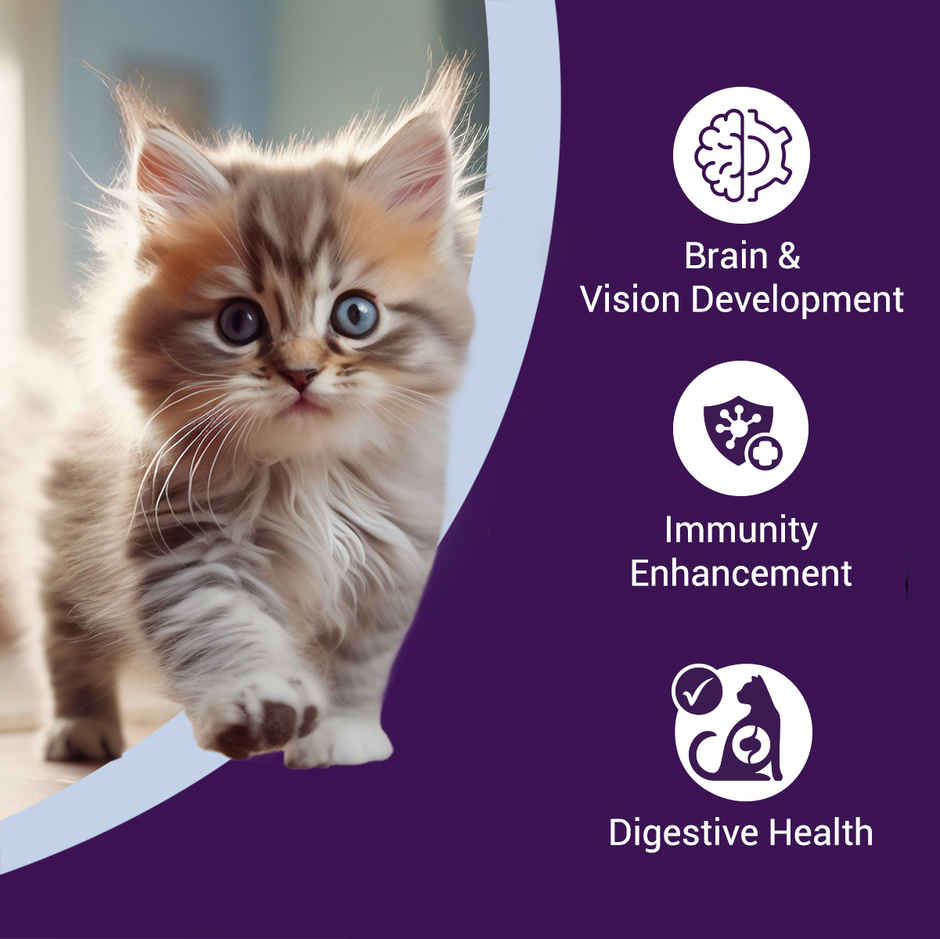 Purrfeto Dry Cat FOOD Chicken And Rice | Kitten FOOD