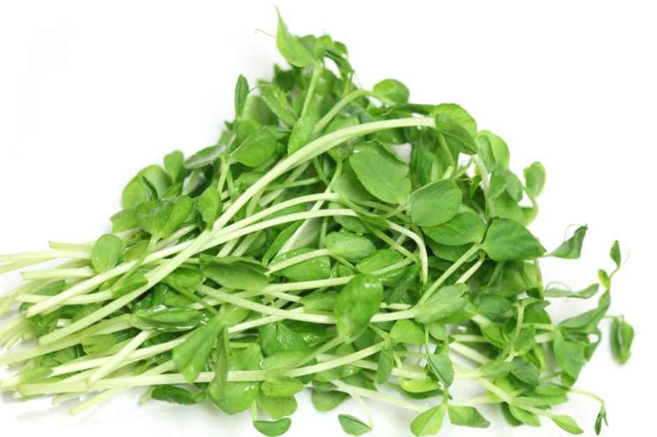 Pea Shoots