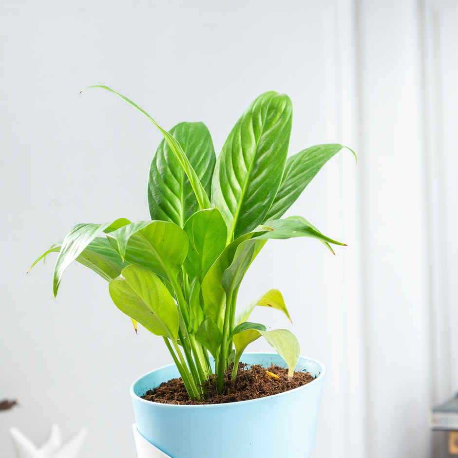 Bloom Air Purifying Peace Lily Plant