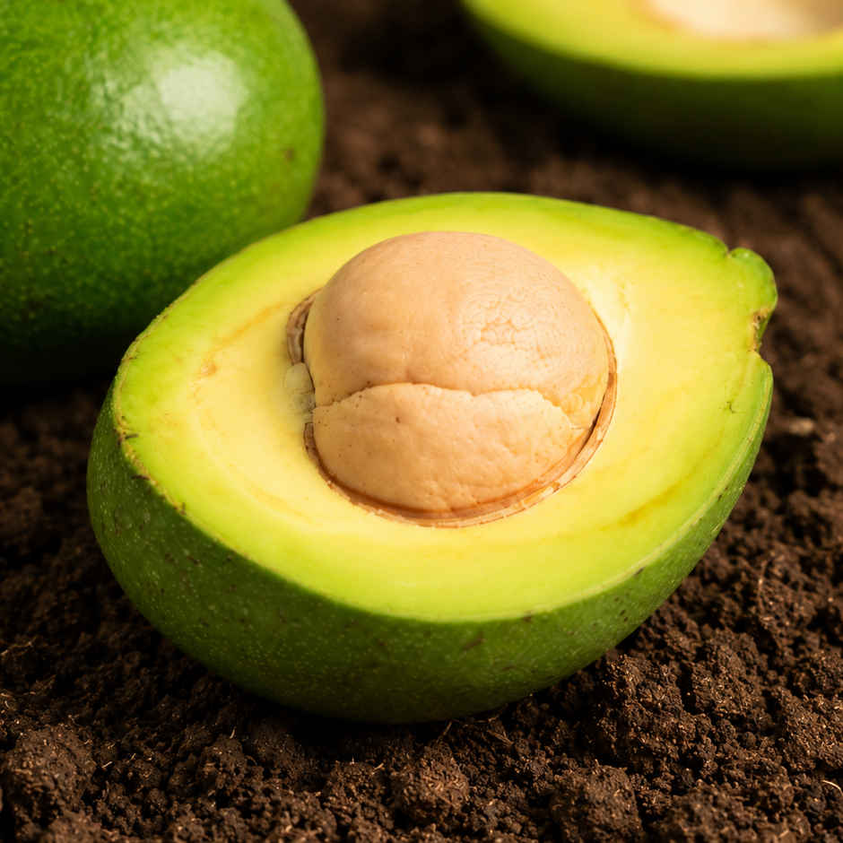 Organically Grown Avocado