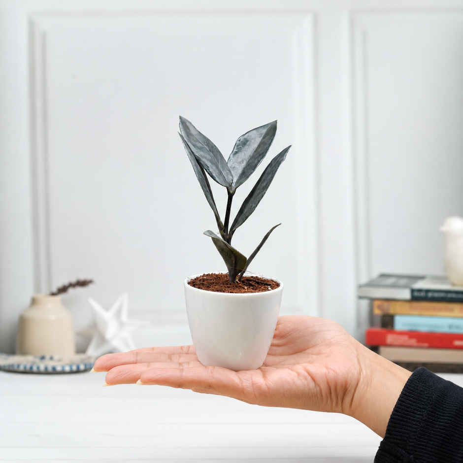 Bloom Baby ZZ Plant in Magnet Pot