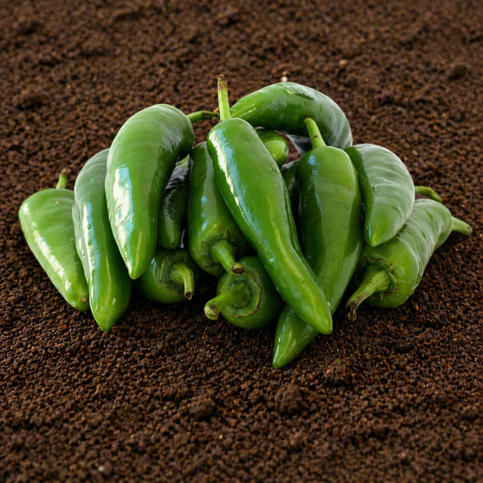 Organically Grown Chilli Picador